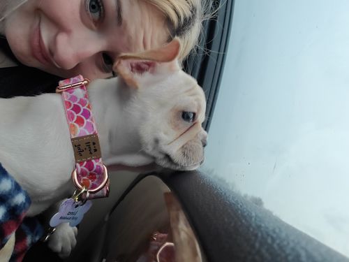 Customer photo review of Pink mermaid scales dog collar Flower, Girl cotton fabric collar, small medium large dog collar, Floral Female dog collar, New puppy collar