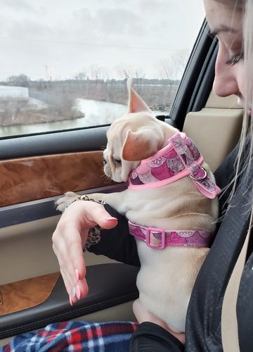 Customer photo review of Pink Mermaid Scales dog harness