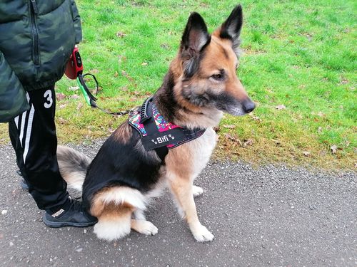 Customer photo review of Pfotenlove - Personalisiertes Sicherheitsgeschirr – Premium Ausgabe