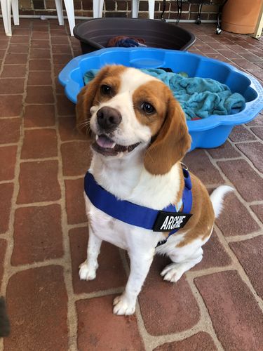 Customer photo review of DF Co. Red Dog Harness