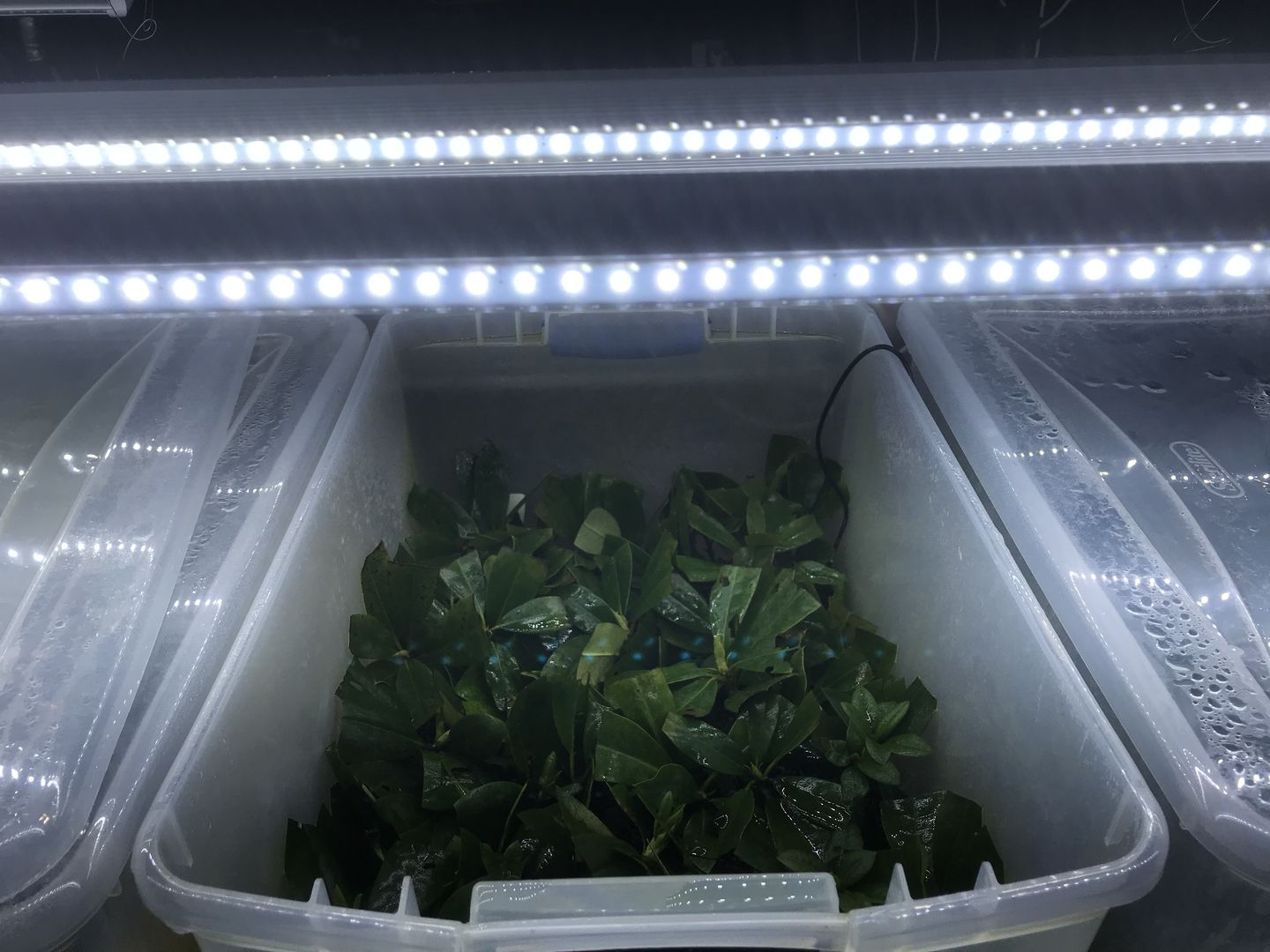 Customer photo review of T8 8ft V Shape LED Tube Light 60W Integrated 6500K Clear, ETL Listed, Plug and Play, Linkable Led Bulbs for Garage, Warehouse, Shop