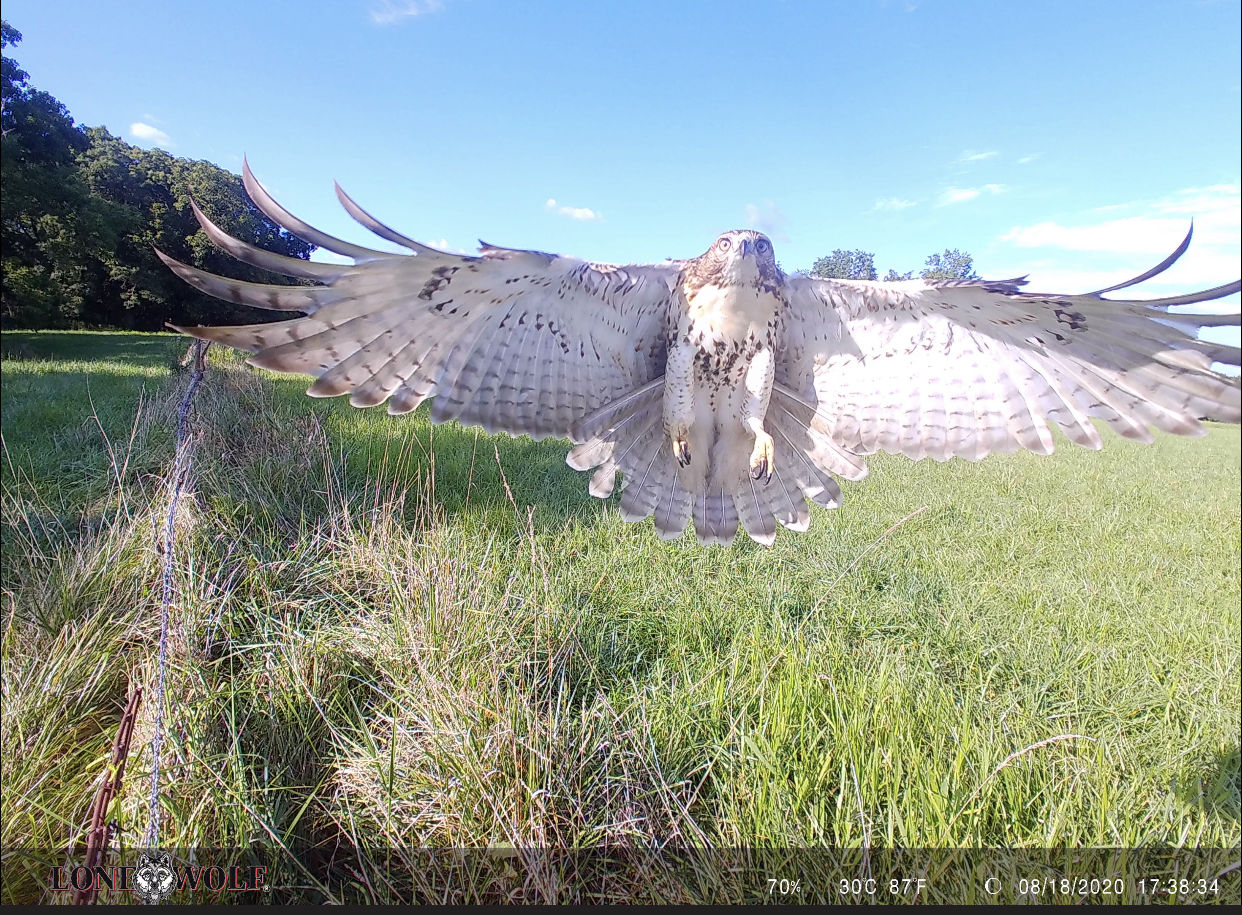 Customer photo review of Undercover™ Trail Camera