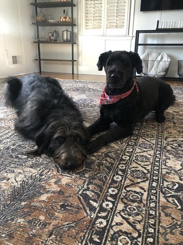 Customer photo review of Vintage Tanner Rug