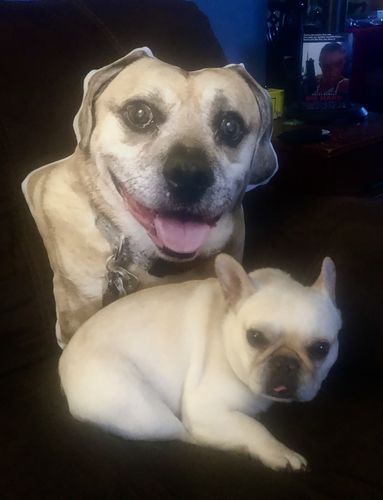 Customer photo review of Create A Custom Dog Pillow