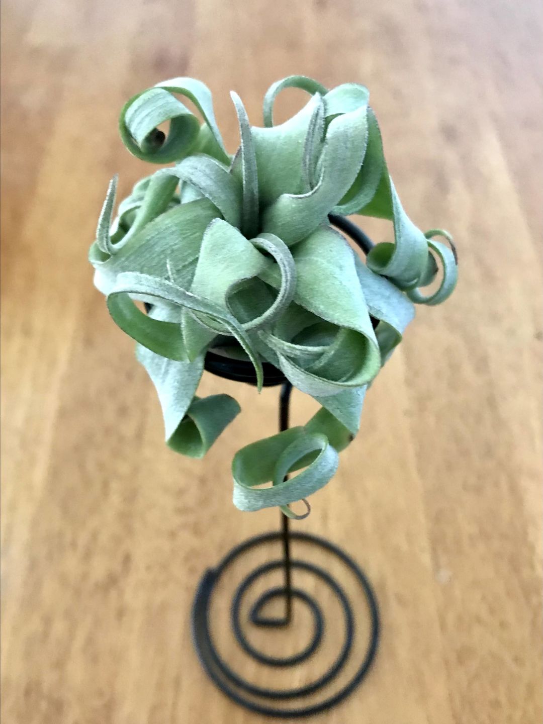Customer photo review of Heavy Gauge Tall Wire Air Plant Holder