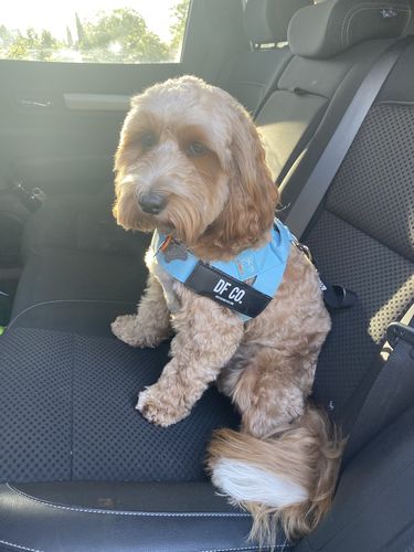 Customer photo review of DF Co. Sky Blue Dog Harness