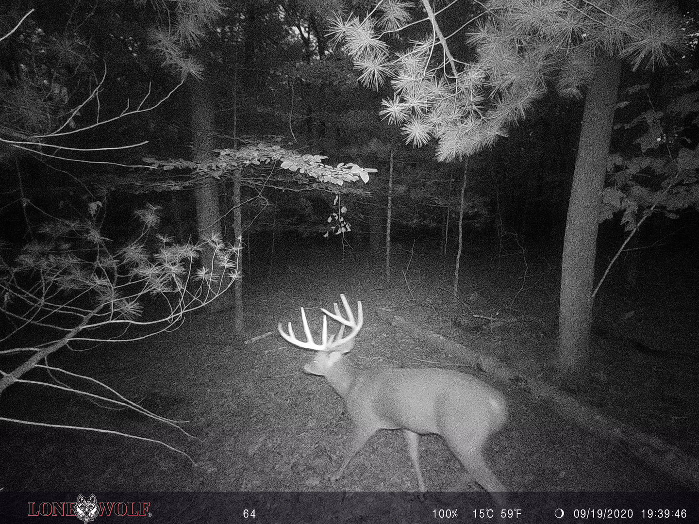 Customer photo review of Undercover™ Trail Camera