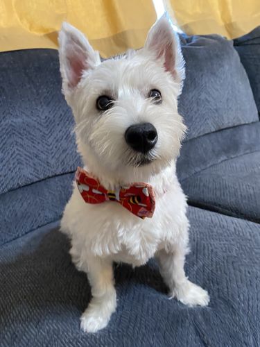 Customer photo review of Valentine's day dog collar bow tie, Love Bee dog collar, boy Puppy dog collar, Small Holiday dog collar, large medium dog collar, dog gift