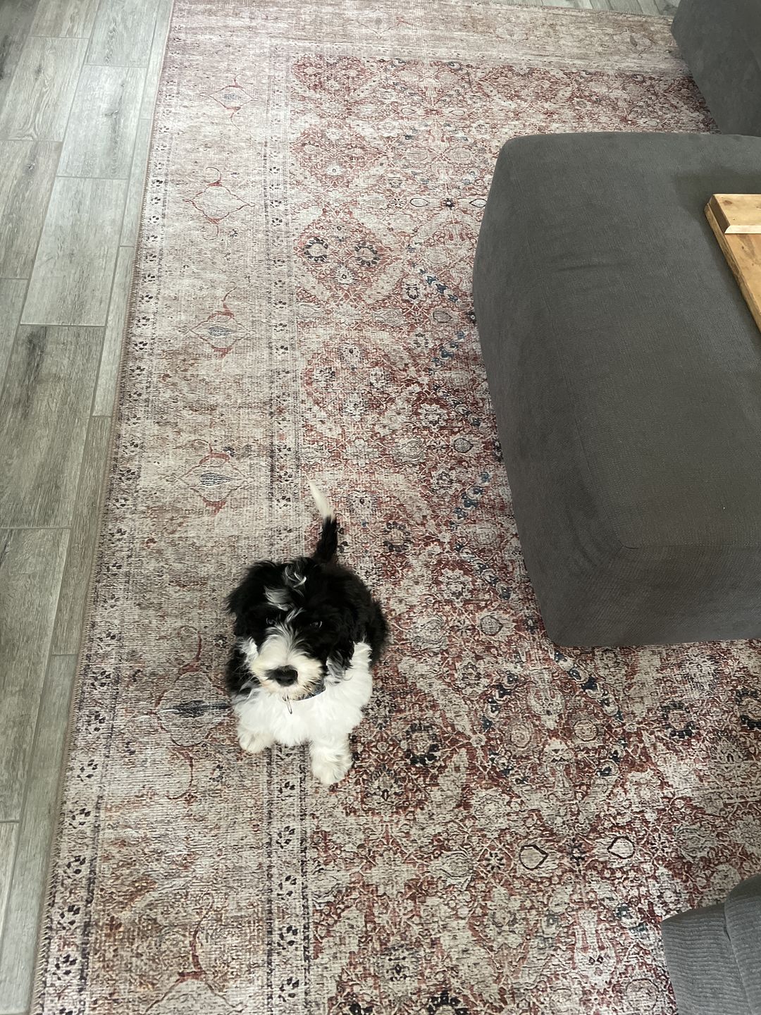 Customer photo review of Distressed Vintage Levent Area Rug
