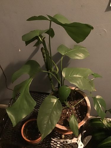 Customer photo review of Mini Monstera