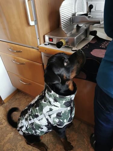 Customer photo review of Pfotenlove - Premium Hundewintermantel - Design Yellow Edition