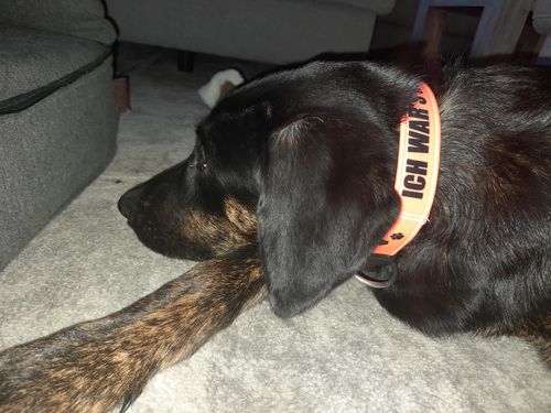 Customer photo review of Ich war´s nicht - Neon - Hundehalsband