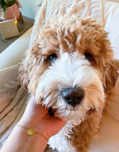 Customer photo review of Gold Dipped Lineart Love Armkette