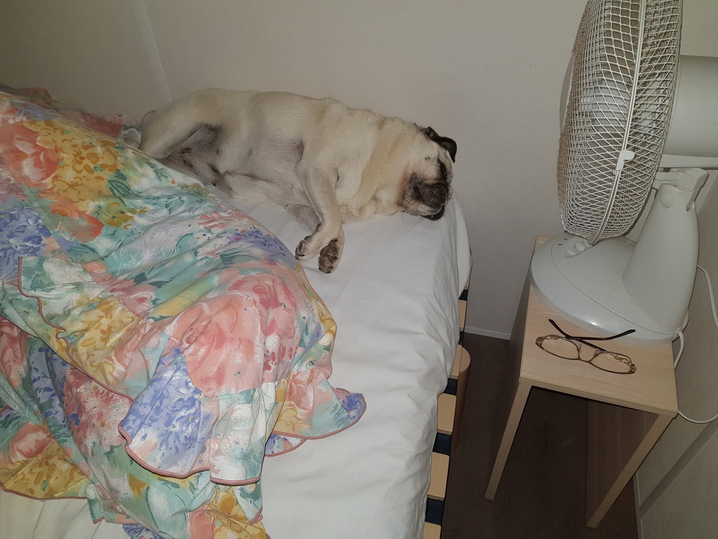 Customer photo review of Spray anti-tartre pour chien