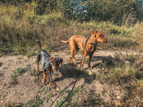 Customer photo review of DOG LOVERS LIGHTROOM PRESETS