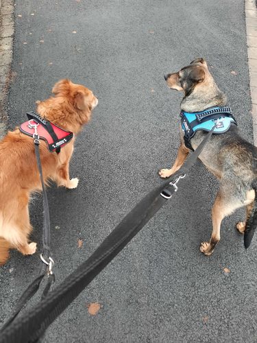 Customer photo review of Pfotenlove - Anti-Zug Personalisiertes Hundegeschirr – Premium Edition