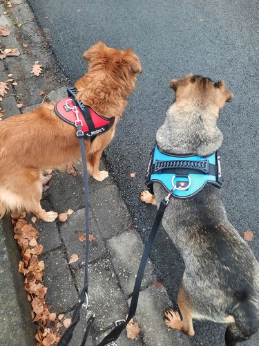 Customer photo review of Pfotenlove - Anti-Zug Personalisiertes Hundegeschirr – Premium Edition