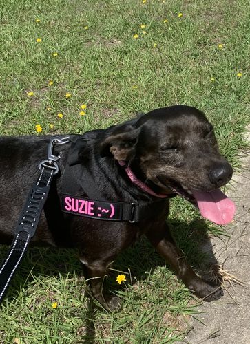 Customer photo review of Custom Name Patch For Dog Harness