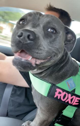 Customer photo review of DF Co. Neon Green Dog Leash