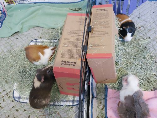 Customer photo review of GuineaDad Nourish Series - Timothy Hay (3 Pack)