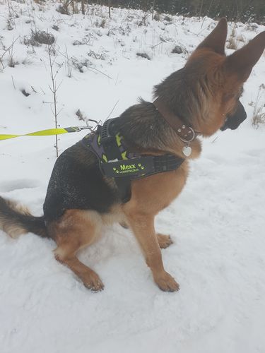 Customer photo review of Pfotenlove - Personalisiertes Sicherheitsgeschirr – Premium Ausgabe