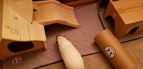 Customer photo review of GuineaDad Liner - Smaller Sizes without Pockets