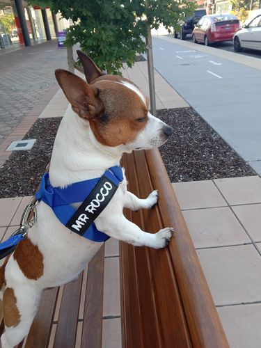Customer photo review of DF Co. Black Bungee Dog Leash