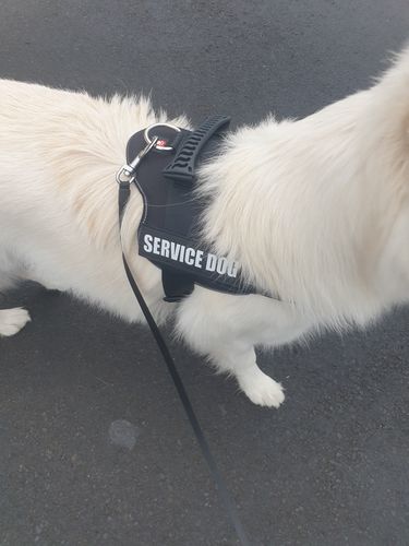 Customer photo review of Pfotenlove - Personalisiertes Sicherheitsgeschirr – Premium Ausgabe