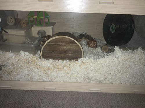 Customer photo review of Niteangel Bigger World MDF Terrarium Aspen Poplar Wooden Enclosure for Syrian and Dwarf Hamsters