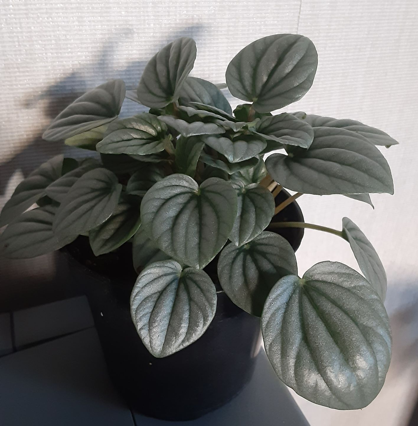 Customer photo review of 4" Peperomia 'Frost'