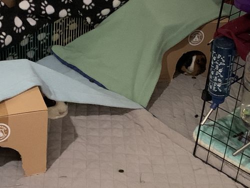 Customer photo review of GuineaDad Liner- Full Sizes with Pockets