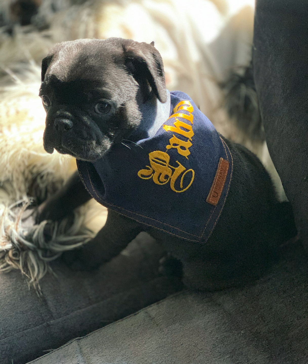 Customer photo review of Custom Text Denim Dog Bandana