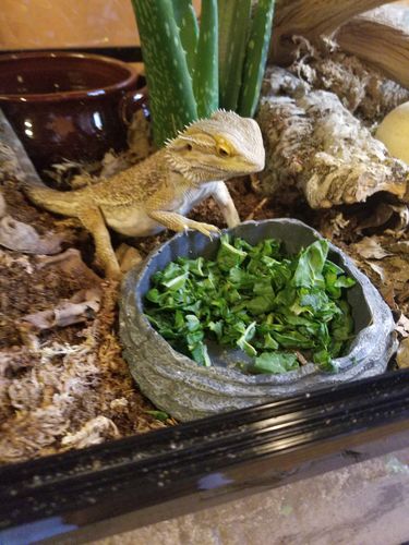 Customer photo review of GrubTerra Fresh Black Soldier Fly Larvae for Reptiles