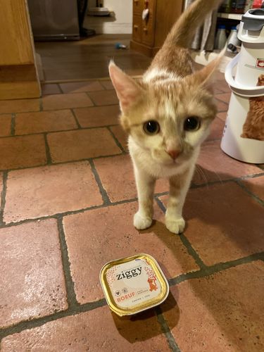 Avis photo d'un client sur Pâtée Chaton Sans Céréales - Boeuf