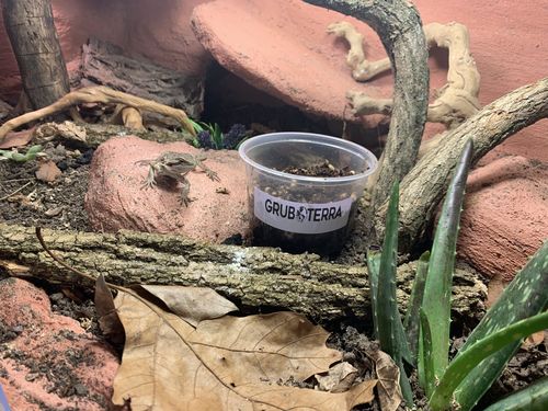 Customer photo review of GrubTerra Fresh Black Soldier Fly Larvae for Reptiles