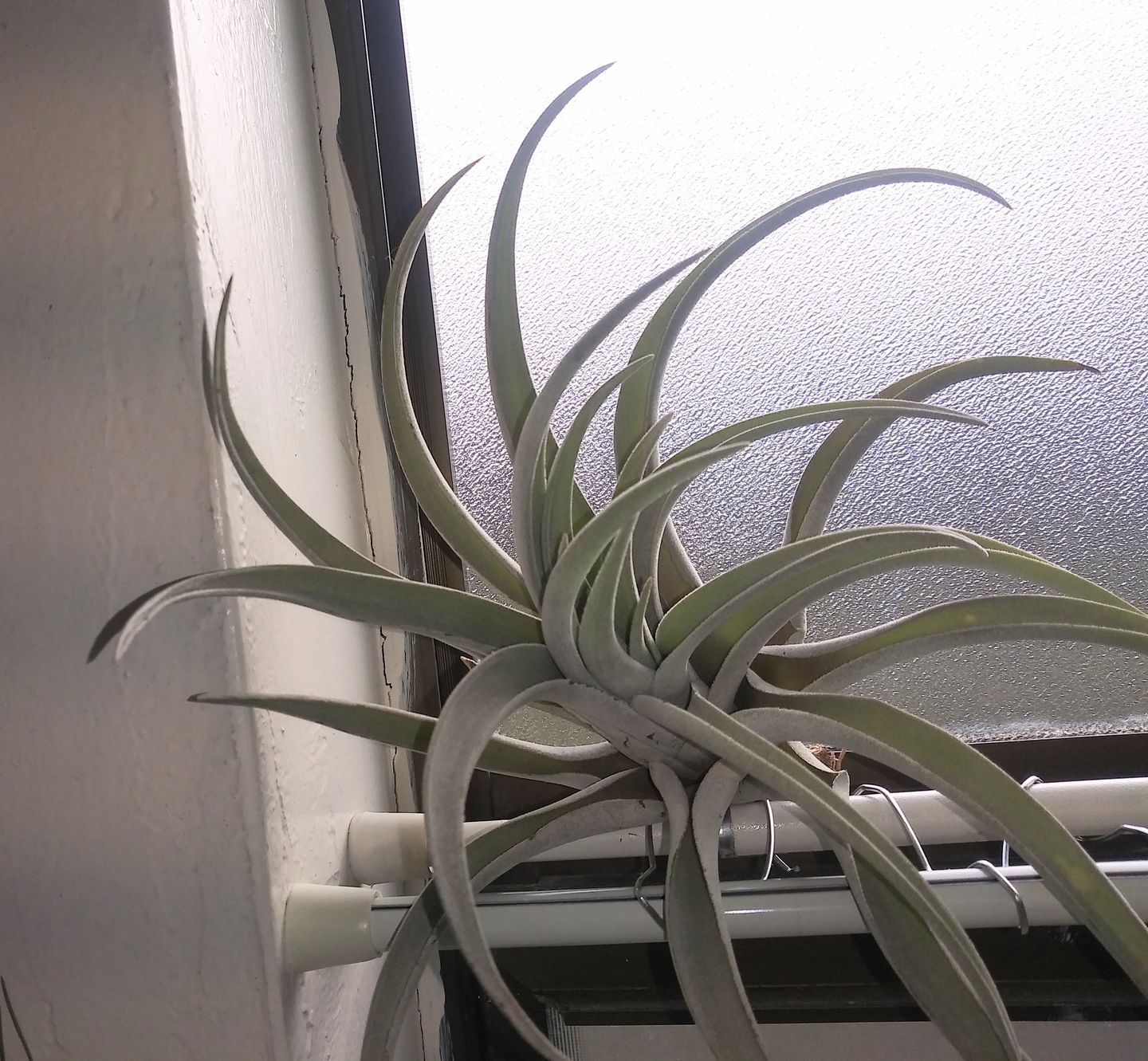 Customer photo review of Harrisii  (Easy Care Plant)  *Cannot Be Shipped Internationally*