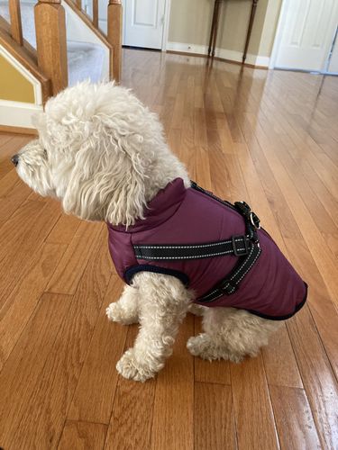 Customer photo review of Petyfy ™ Waterproof Jacket (Lifetime Warranty)