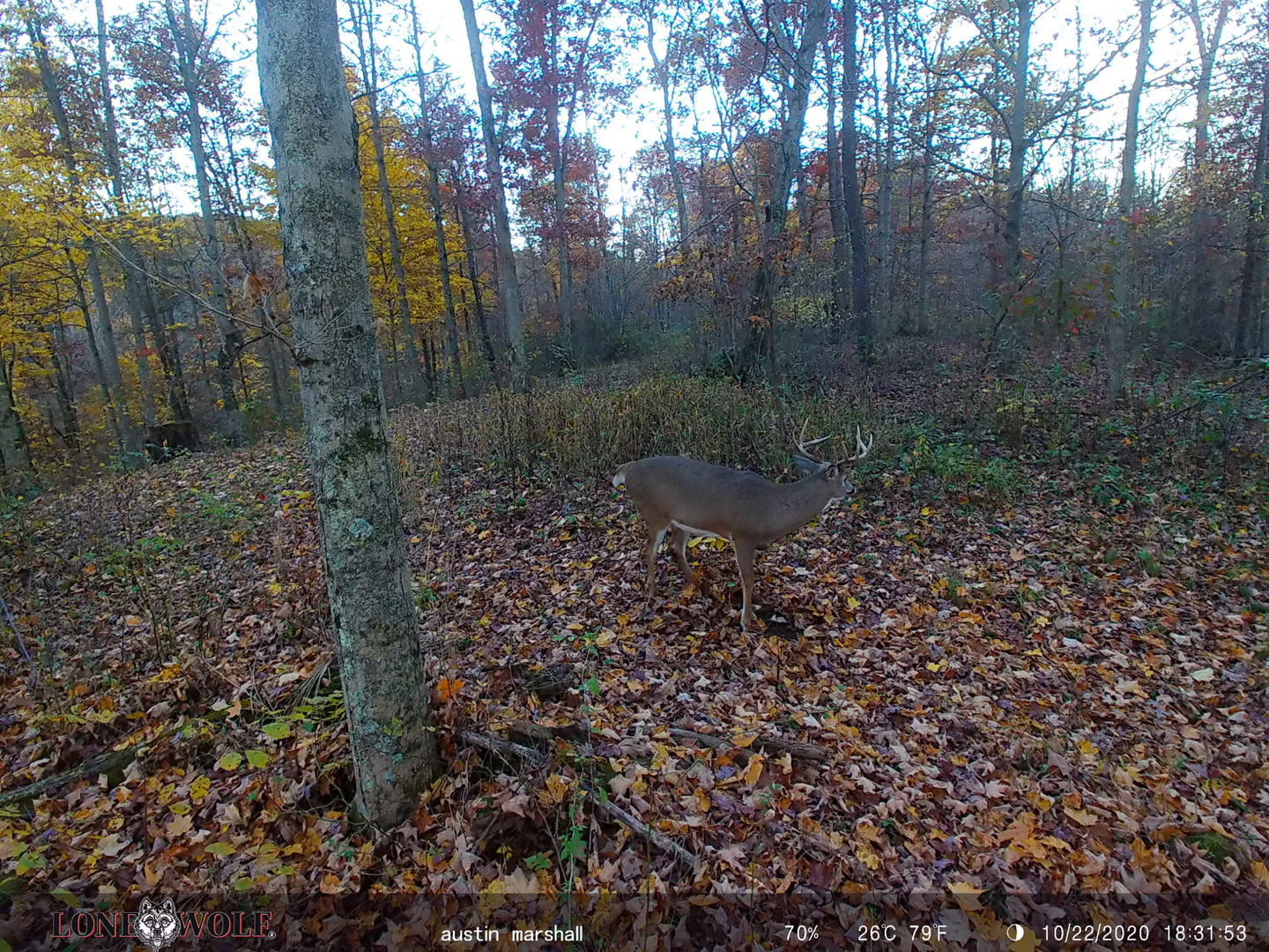 Customer photo review of Undercover™ Trail Camera