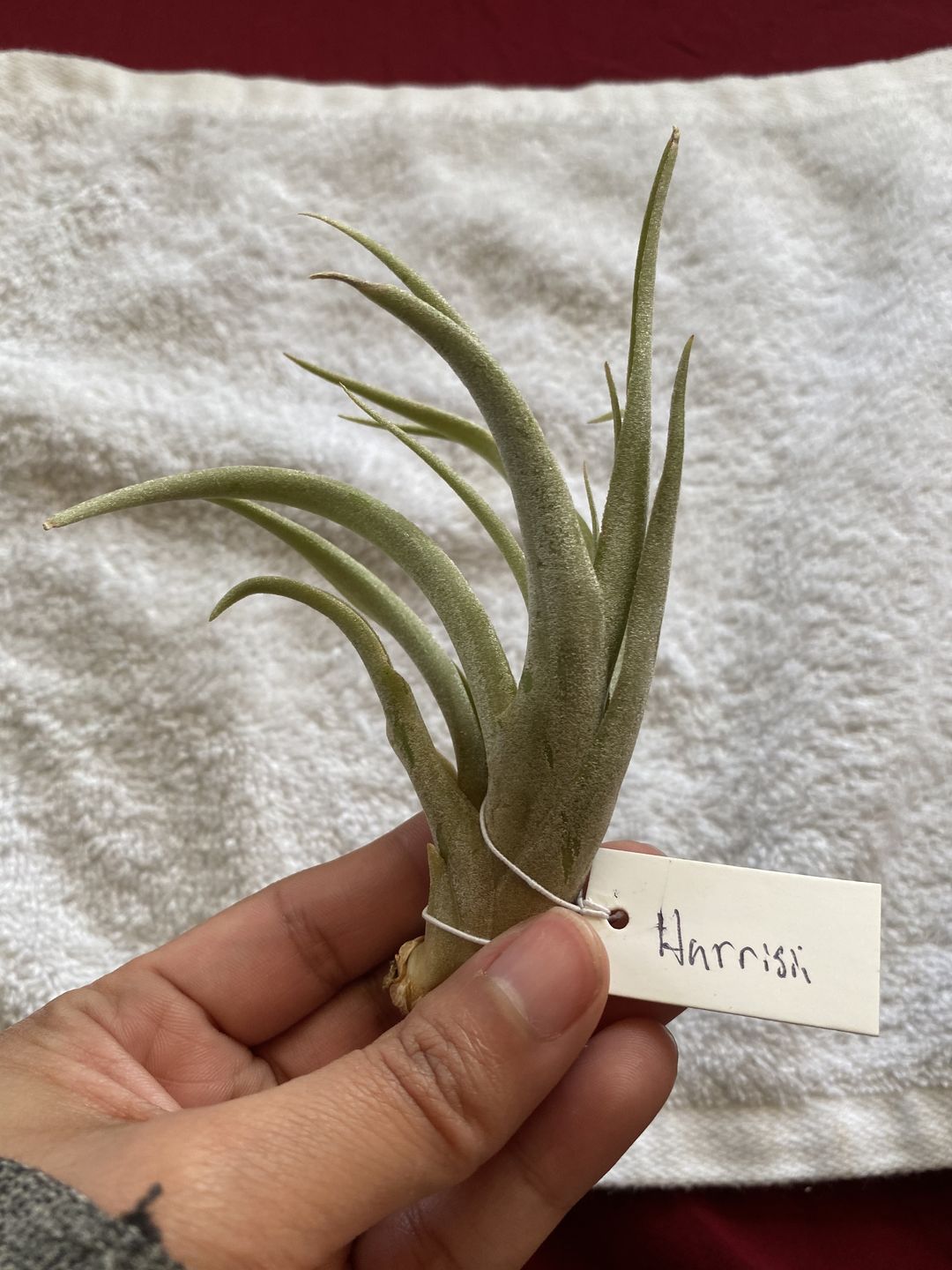 Customer photo review of Harrisii  (Easy Care Plant)  *Cannot Be Shipped Internationally*