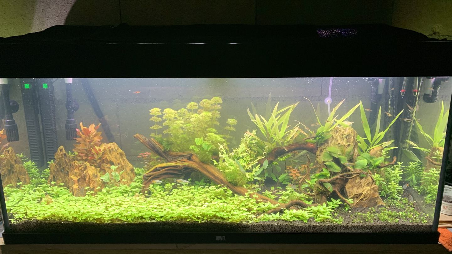 Customer photo review of Aquarium Rio 240 LED Noir Équipé JUWEL - 240L