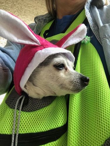 Christine M. review of miiBuddy Dog Backpack +Lifetime Warranty