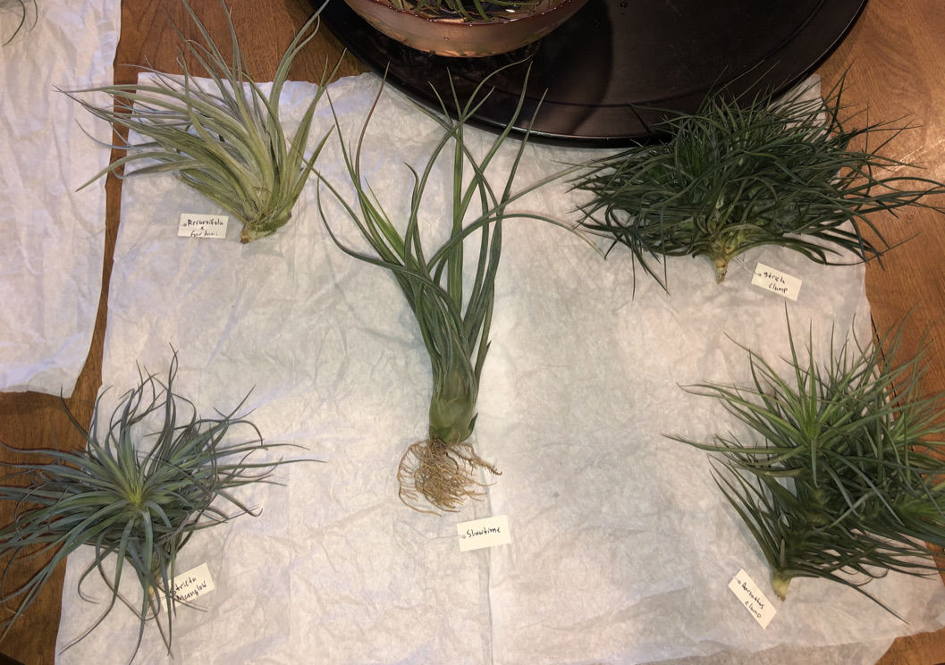 Customer photo review of Large Air Plants Mystery Box