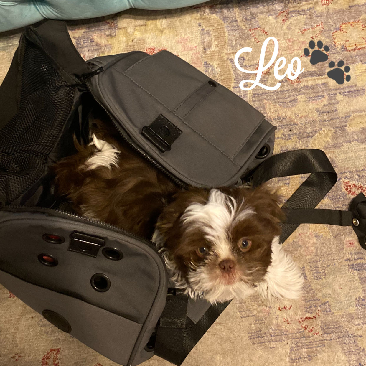 Customer photo review of Koala Pet Carrier in Dark Steel Grey (Classic Canvas)