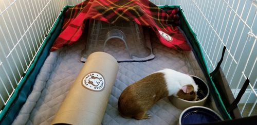 Customer photo review of GuineaDad Liner - Smaller Sizes without Pockets