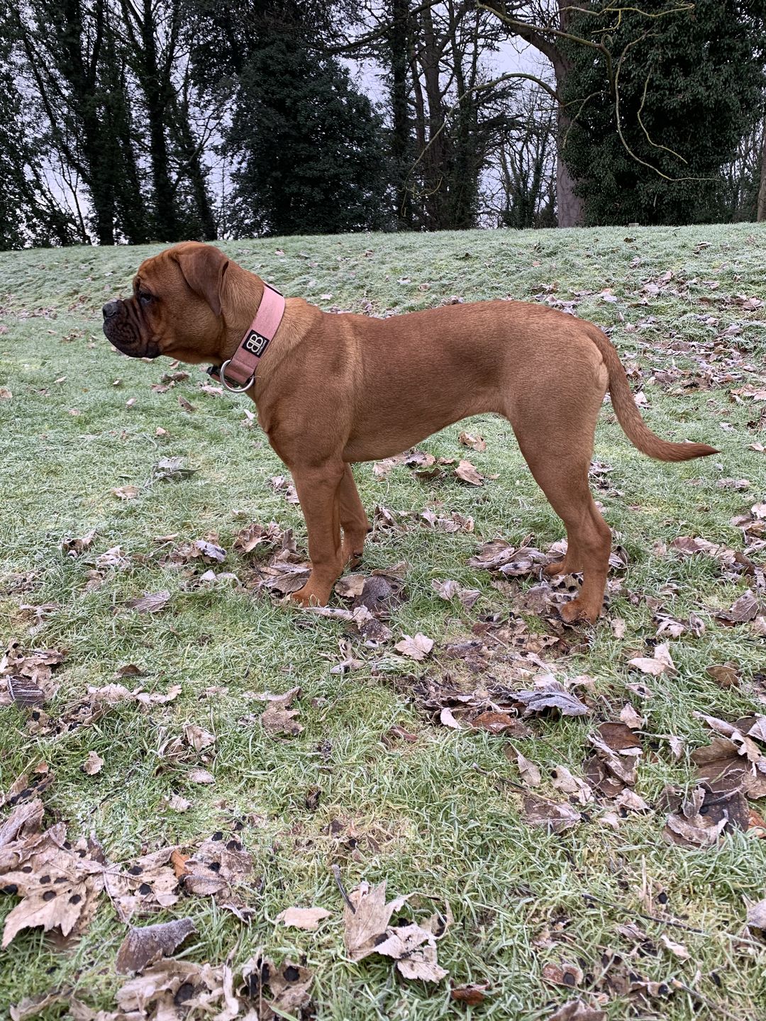 Customer photo review of 4cm Combat® Collar | Rated Clip - NO HANDLE - Pink v2.0