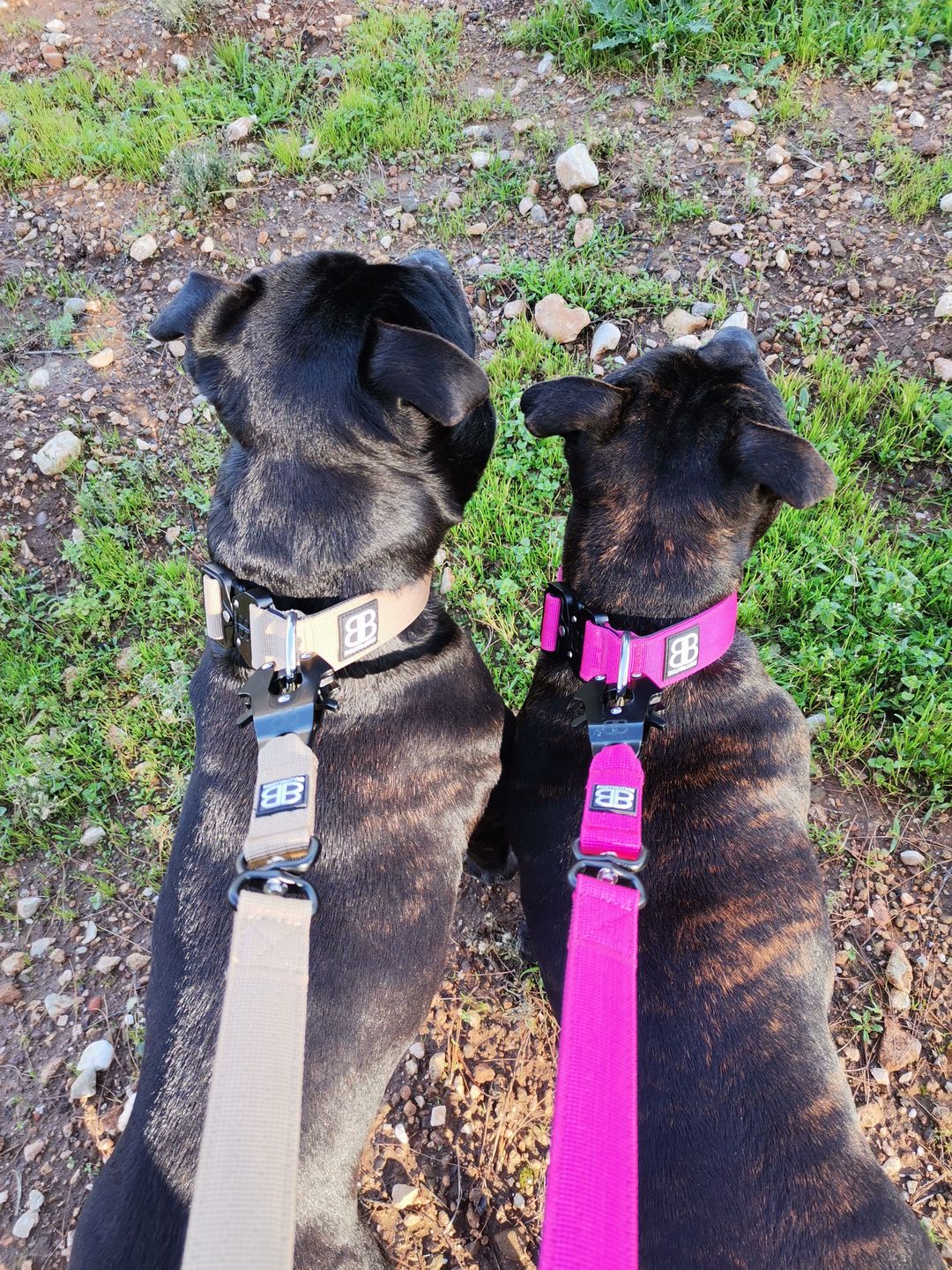 Customer photo review of 4cm Combat® Collar | Rated Clip - NO HANDLE - Military Tan v2.0