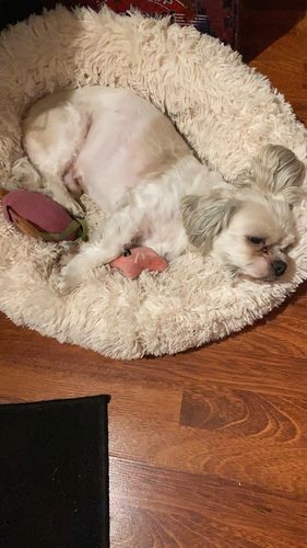 Customer photo review of Coussin anti stress pour chien & chat | Original | Piloute™