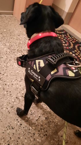 Customer photo review of Pfotenlove - Sicherheitsleine – Premium Ausgabe