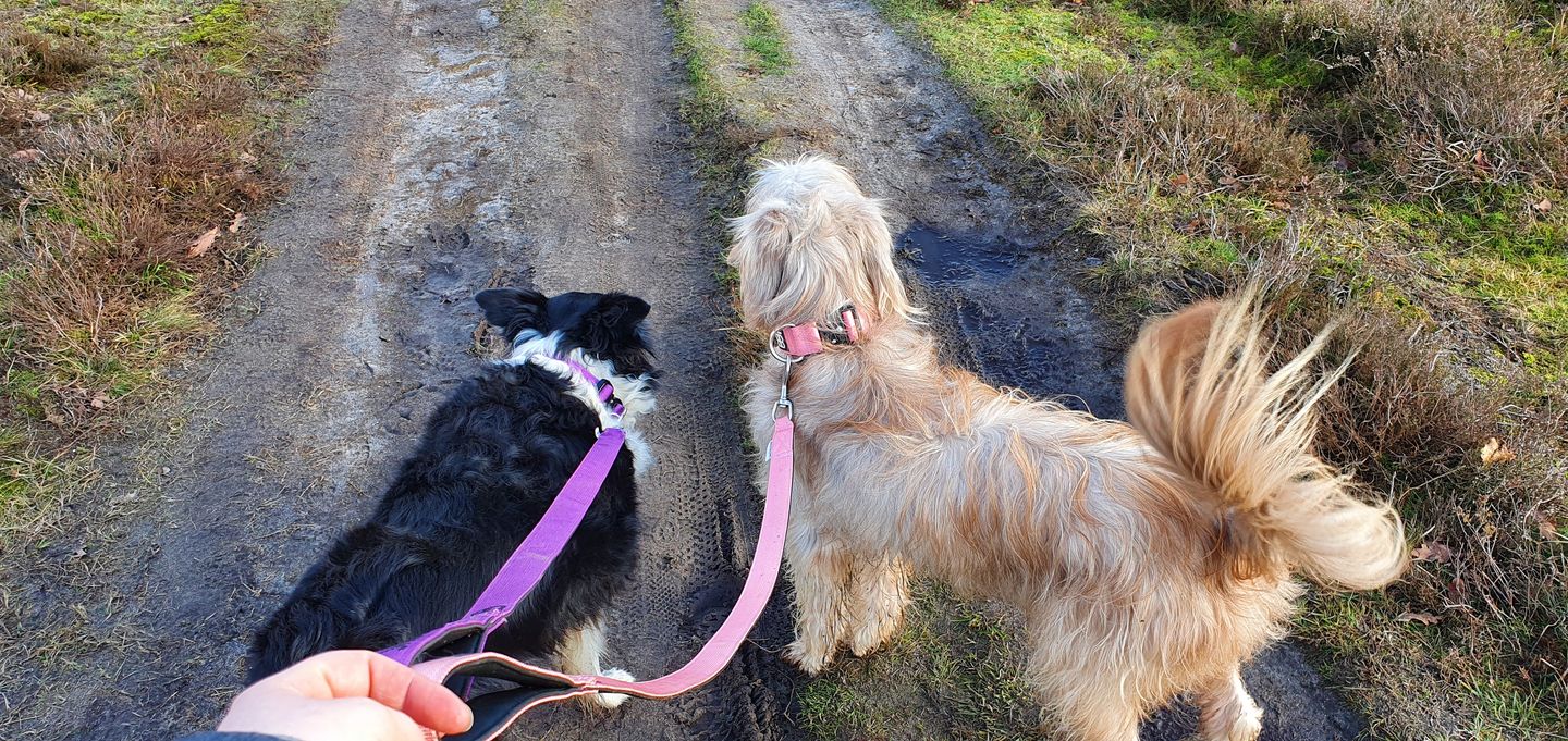 Customer photo review of 4cm Combat® Collar | Rated Clip - NO HANDLE - Pink v2.0