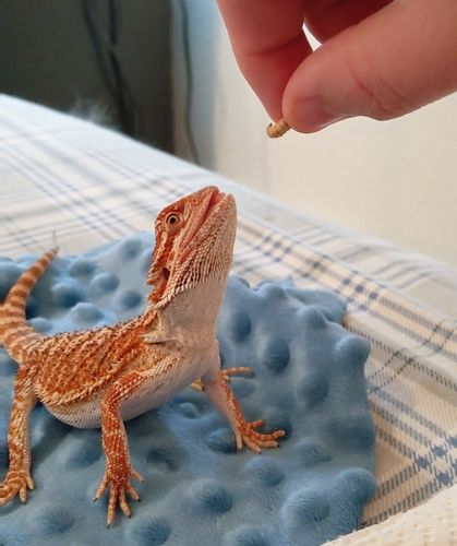 Customer photo review of GrubTerra Fresh Black Soldier Fly Larvae for Reptiles